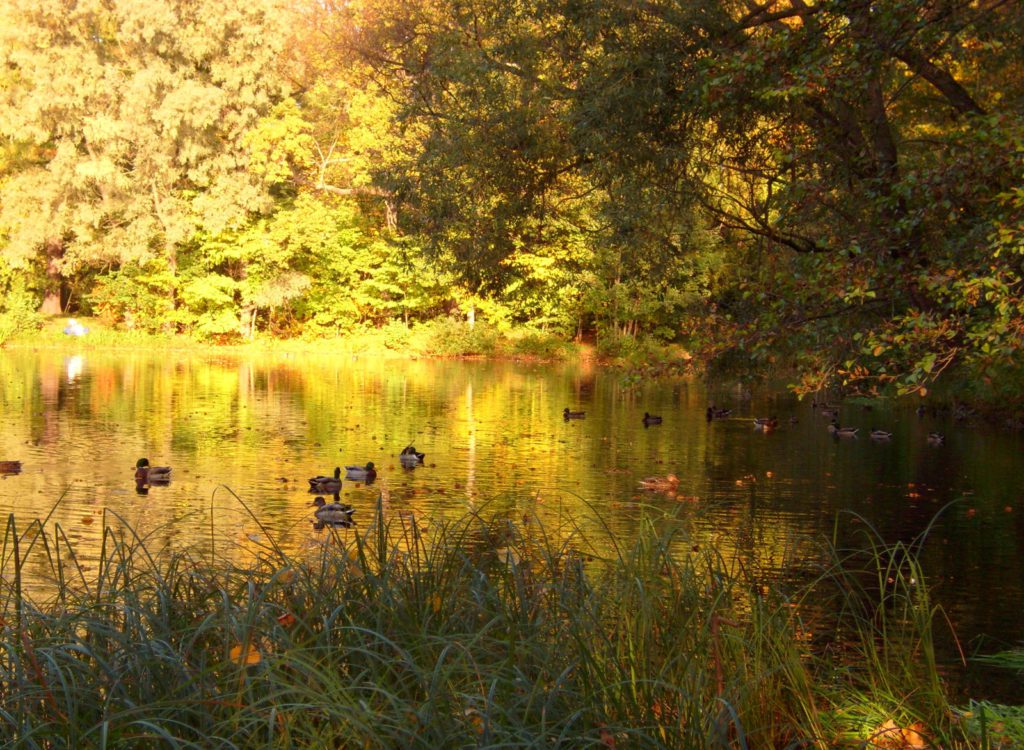 пруд в Центральном Парке
