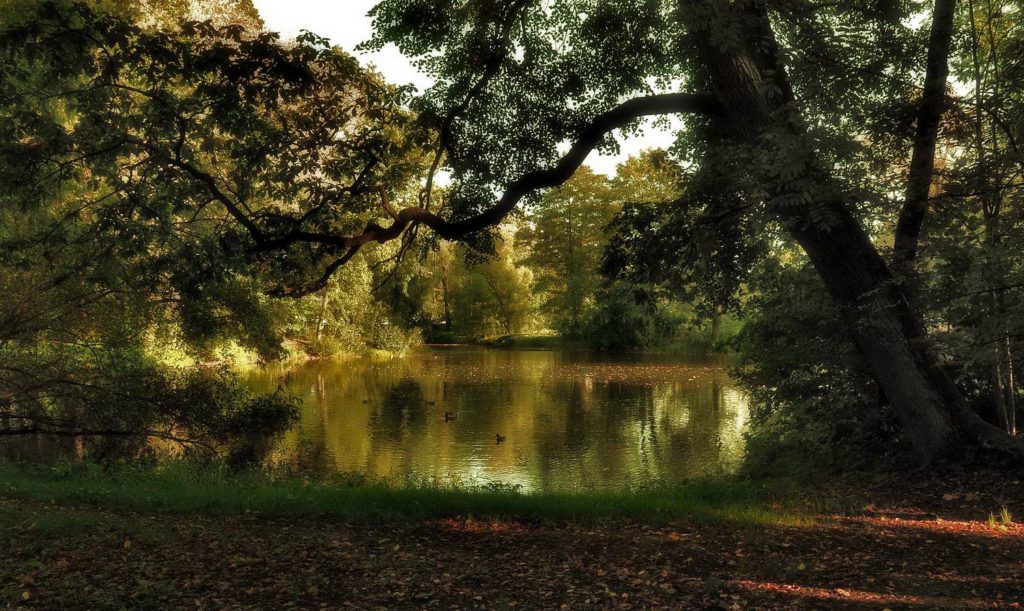 Вид на Центральный парк